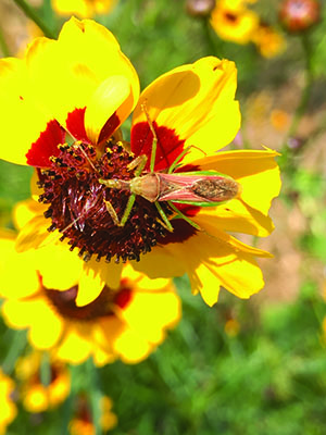 Fig. 13: Photograph of a leafhopper assassin bug on a flower.